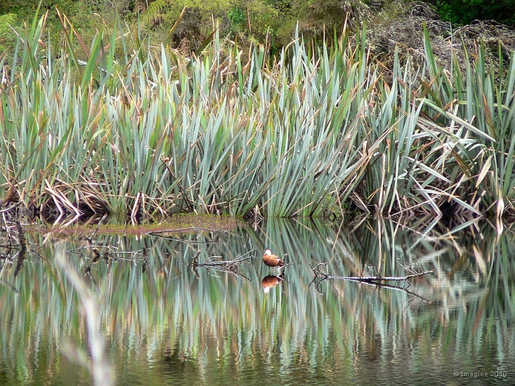 12.7- Flax se refletant sur le lac.JPG